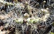 Anteprima di Opuntia discolor