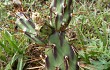 Anteprima di Opuntia discolor