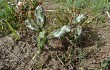 Anteprima di Opuntia discolor