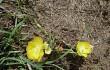 Anteprima di Opuntia discolor