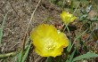 Anteprima di Opuntia discolor