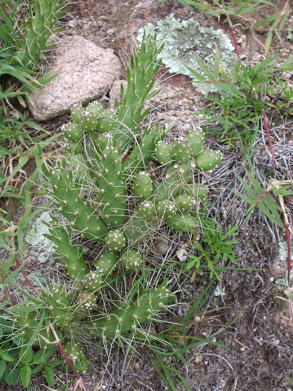 Fotografia di Tephrocactus verschaffeltii in habitat