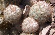 Anteprima di Echinopsis trollii
