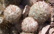 Preview photo Echinopsis trollii