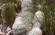 Anteprima di Echinopsis trollii