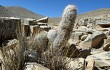 Anteprima di Echinopsis trollii