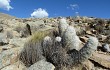 Preview photo Echinopsis trollii