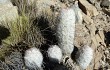 Anteprima di Echinopsis trollii