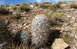 Preview photo Echinopsis trollii