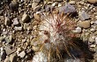 Vista previa de Echinopsis trollii