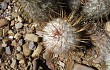 Preview photo Echinopsis trollii